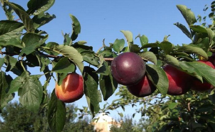 Превью изображения