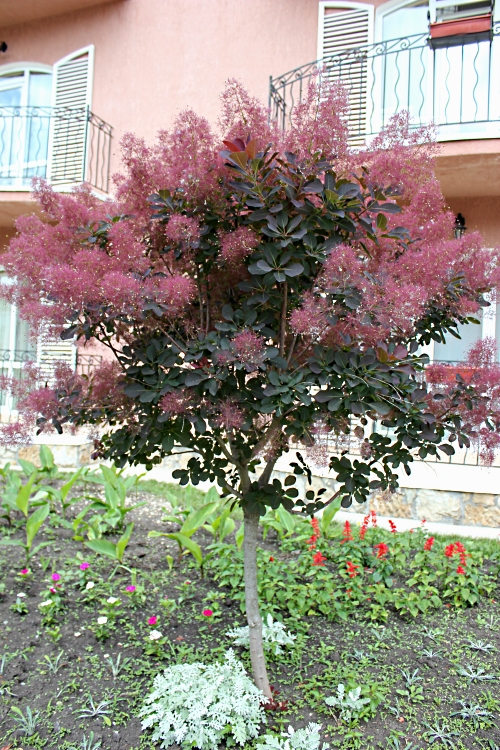 Превью изображения