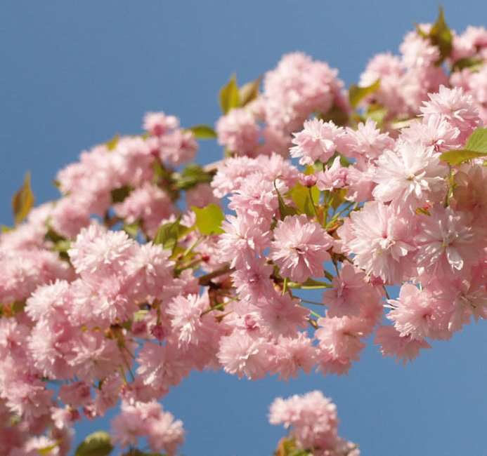 Превью изображения