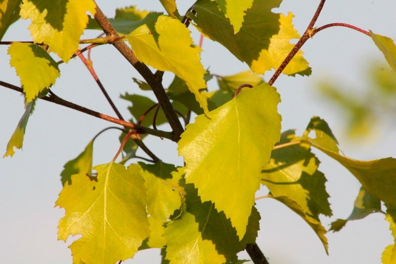 Превью изображения