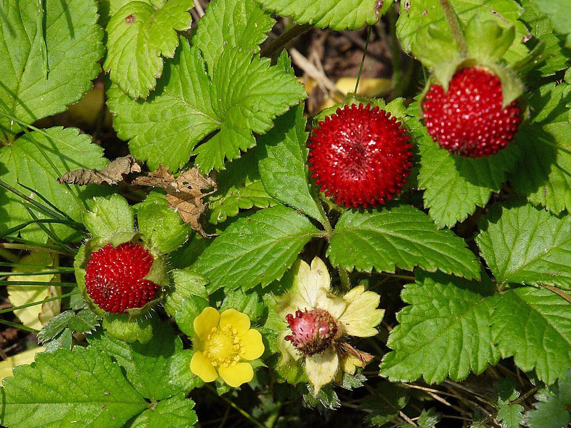 Превью изображения