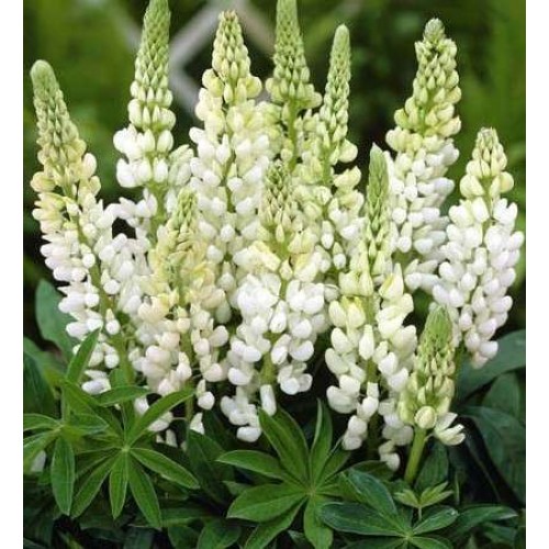 Превью изображения