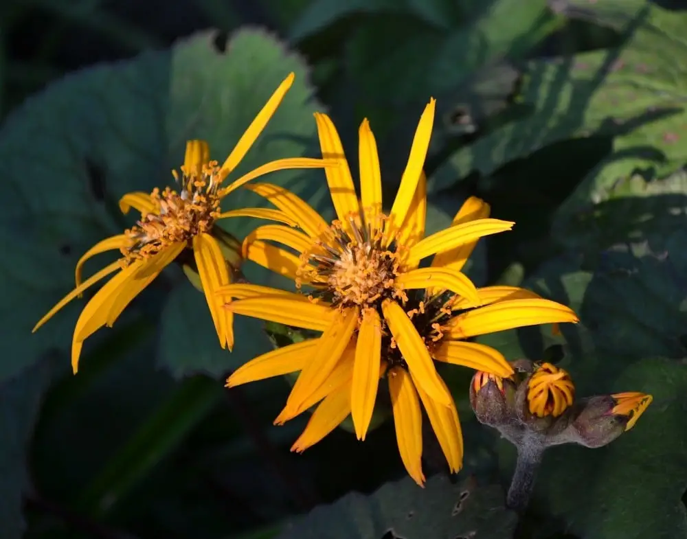 Превью изображения