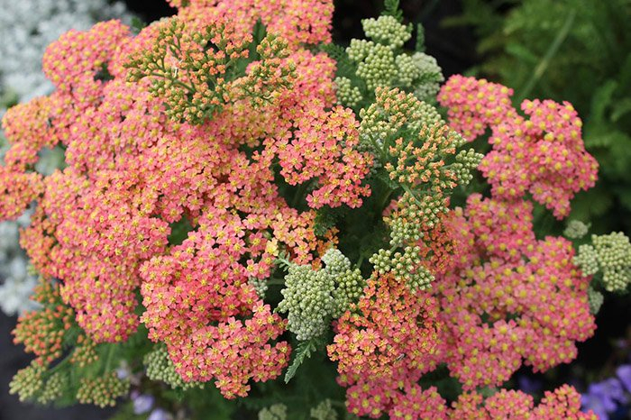 Превью изображения