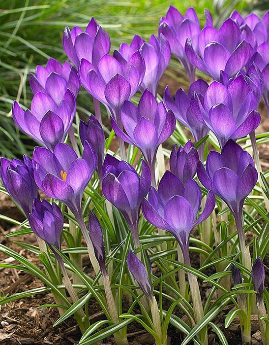 Превью изображения