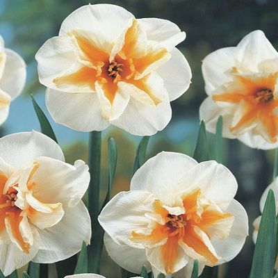 Превью изображения