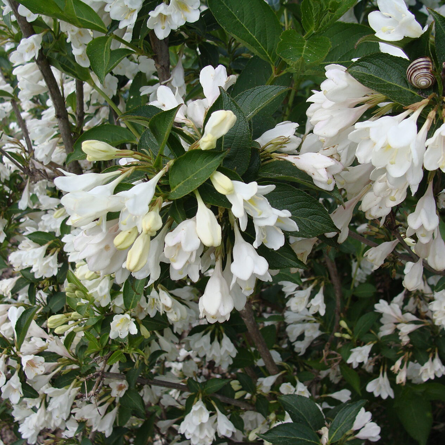 Превью изображения