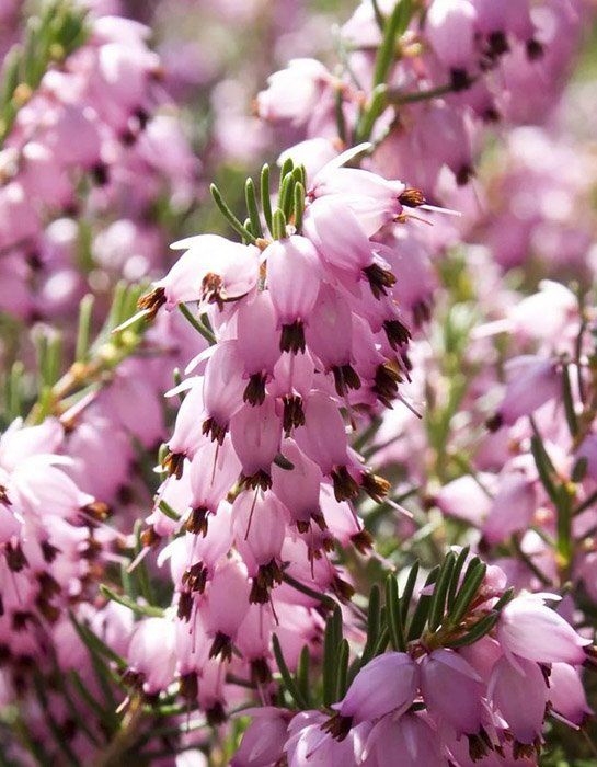 Превью изображения