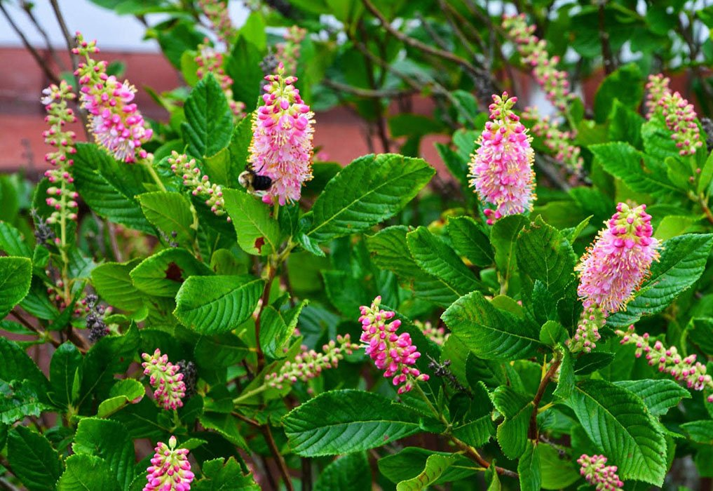 Превью изображения