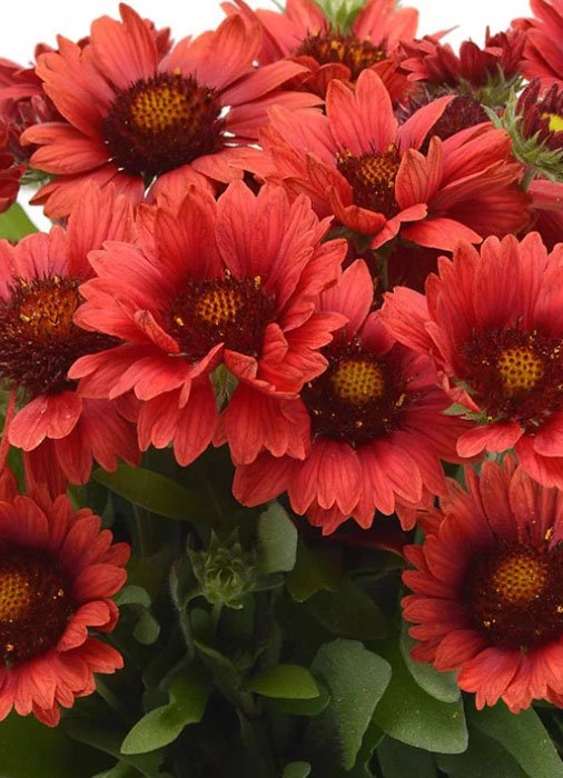 Превью изображения