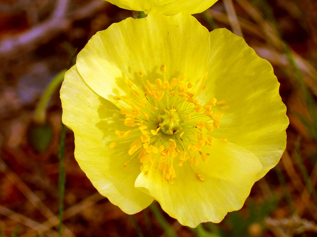 Превью изображения