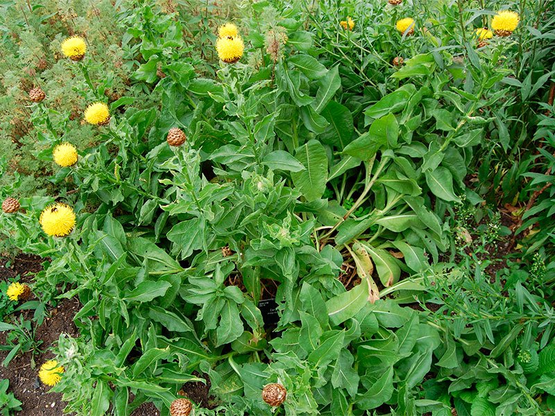 Превью изображения