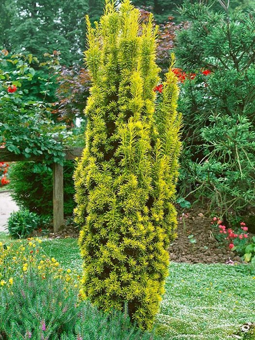 Превью изображения