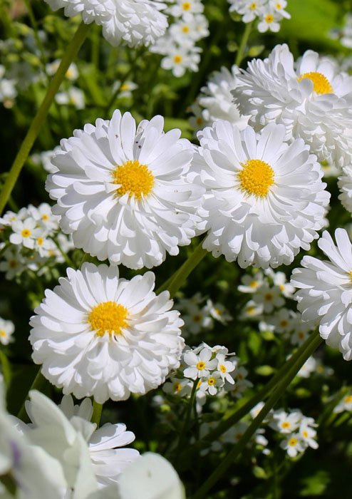 Превью изображения