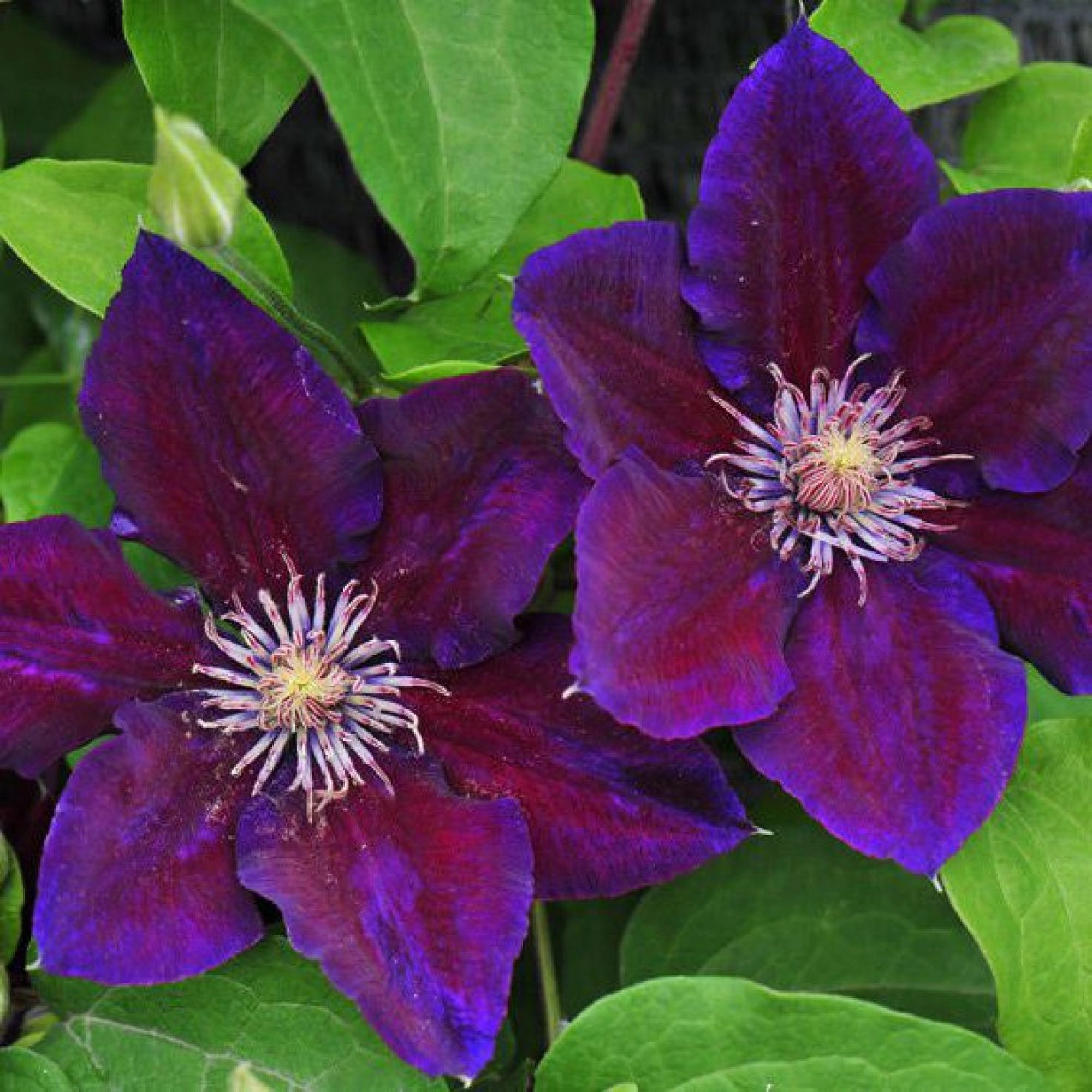 Превью изображения