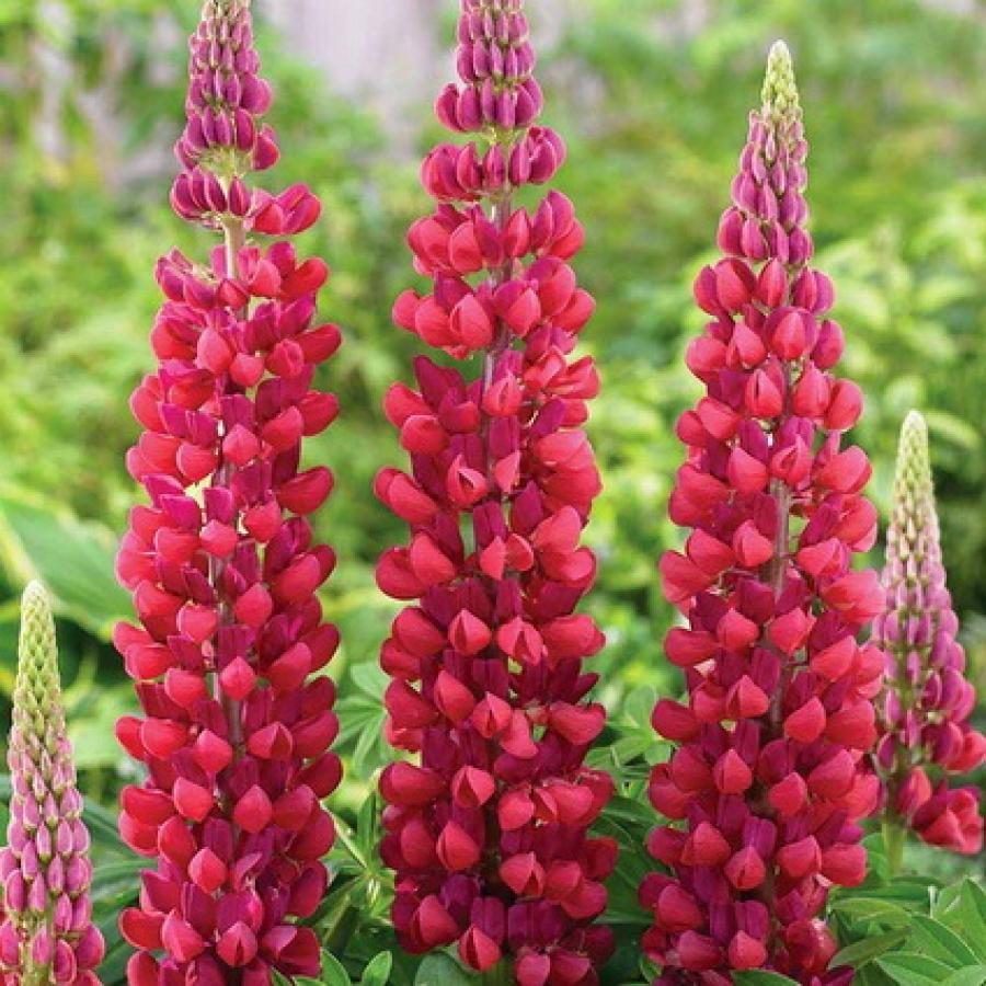 Превью изображения