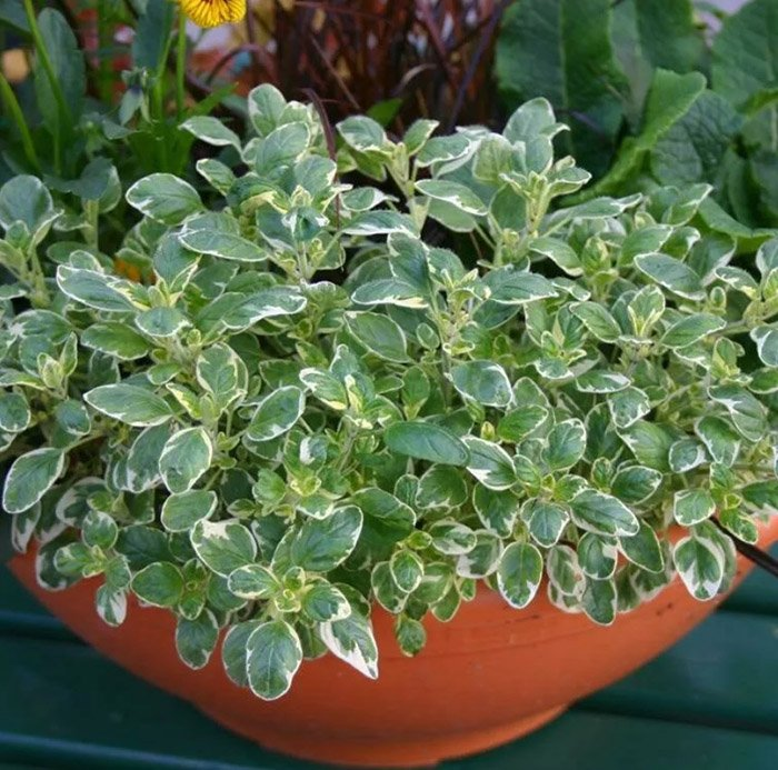 Превью изображения