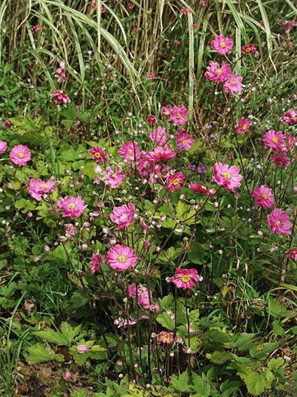 Превью изображения