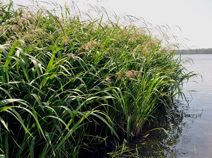 Превью изображения