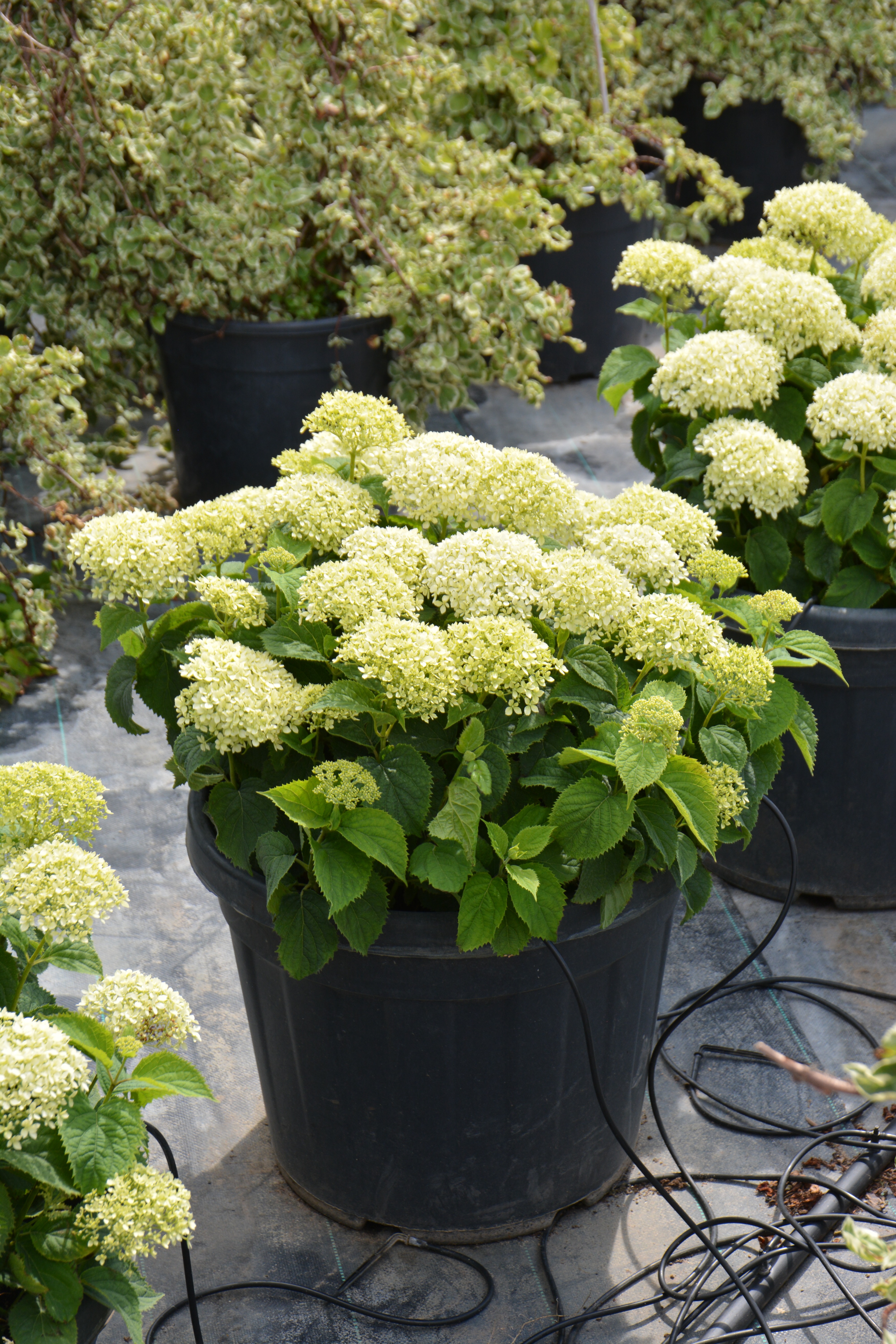 Превью изображения