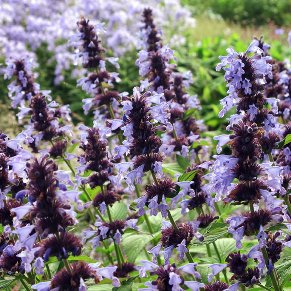 Превью изображения