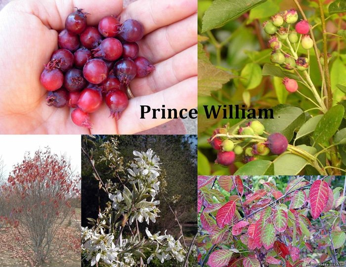 Превью изображения