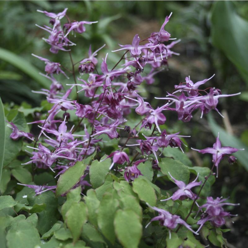 Превью изображения