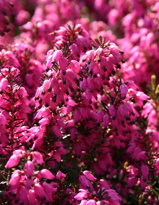 Превью изображения