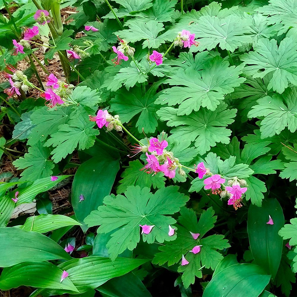 Превью изображения