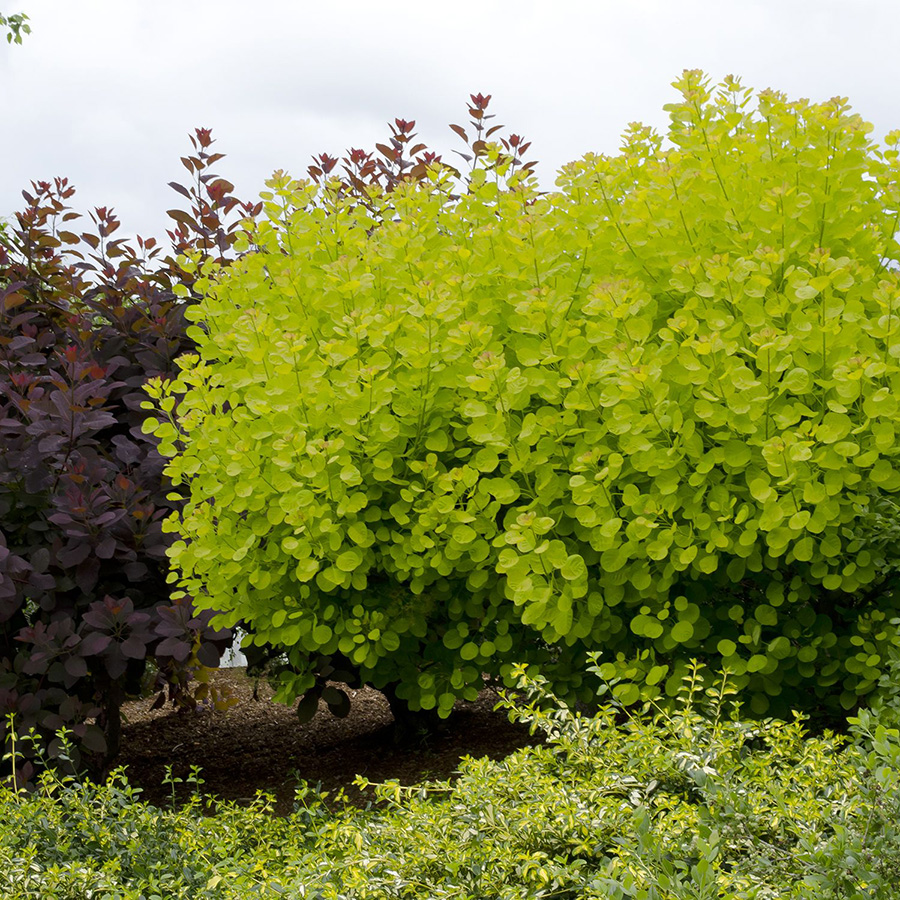 Превью изображения