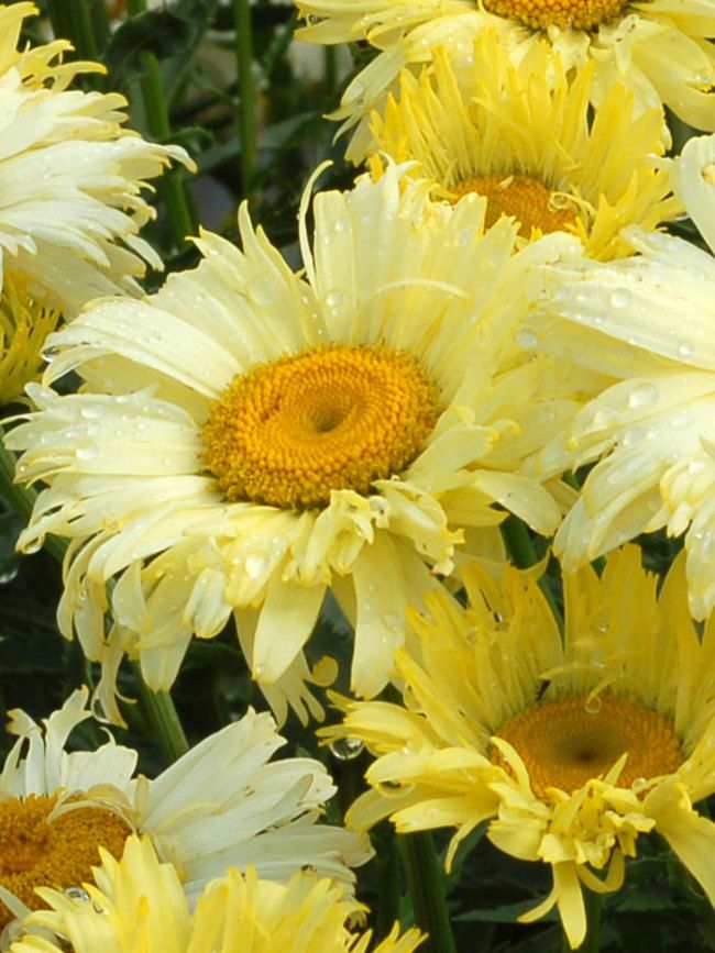 Превью изображения