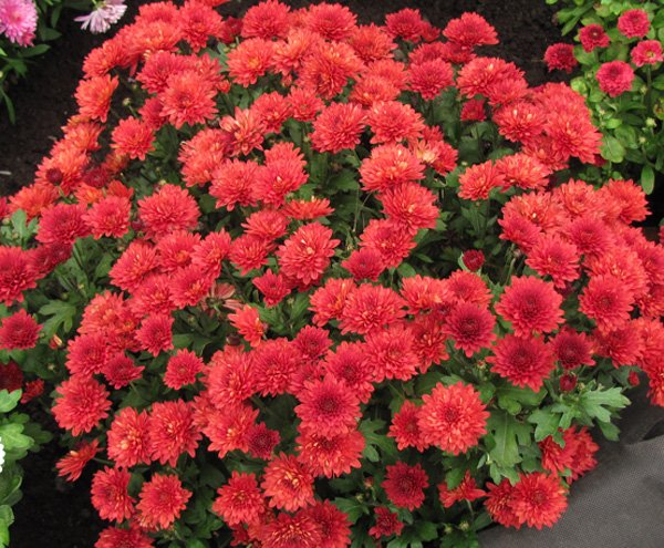 Превью изображения