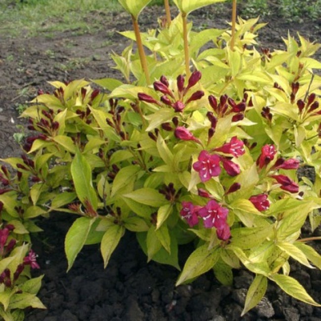 Превью изображения