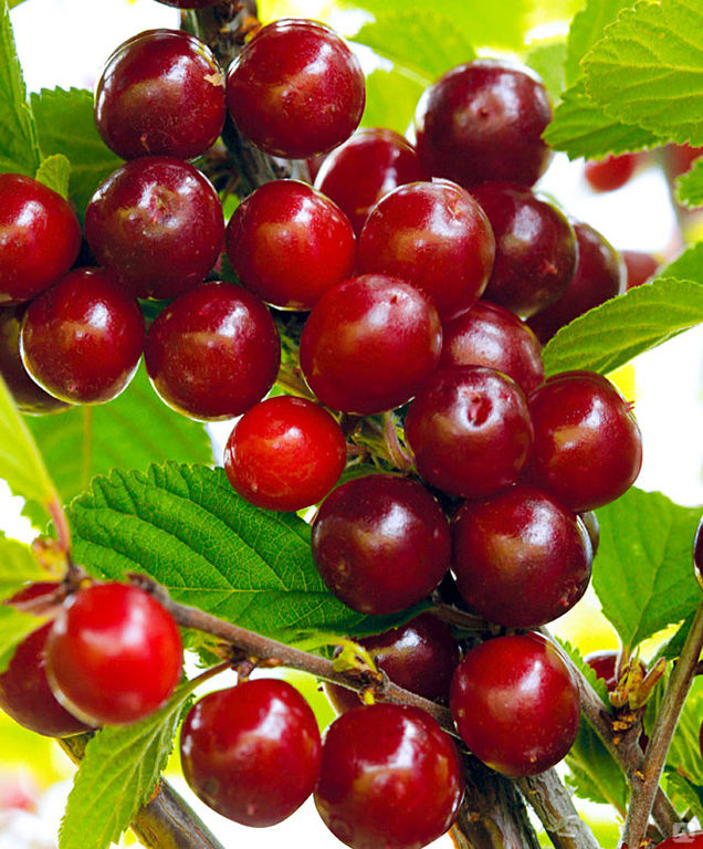 Превью изображения