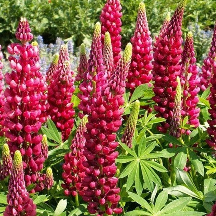 Превью изображения