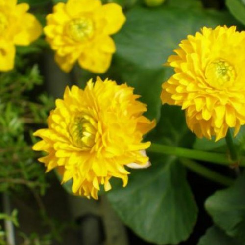 Превью изображения