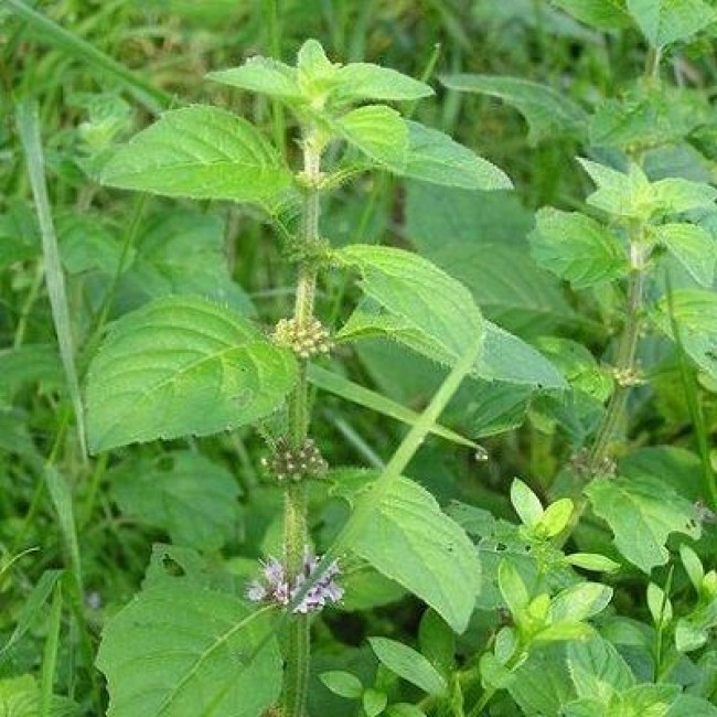 Превью изображения