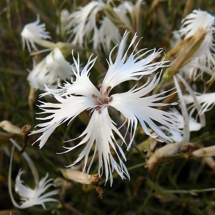 Превью изображения