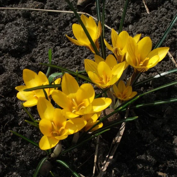 Превью изображения