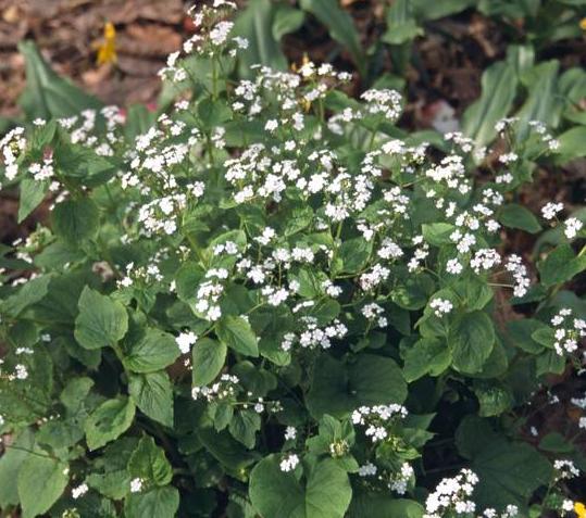 Превью изображения
