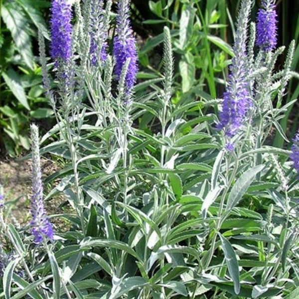 Превью изображения