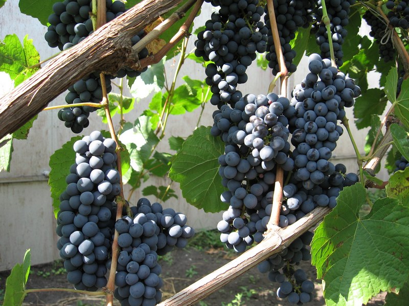 Превью изображения