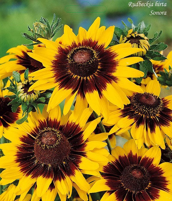 Превью изображения