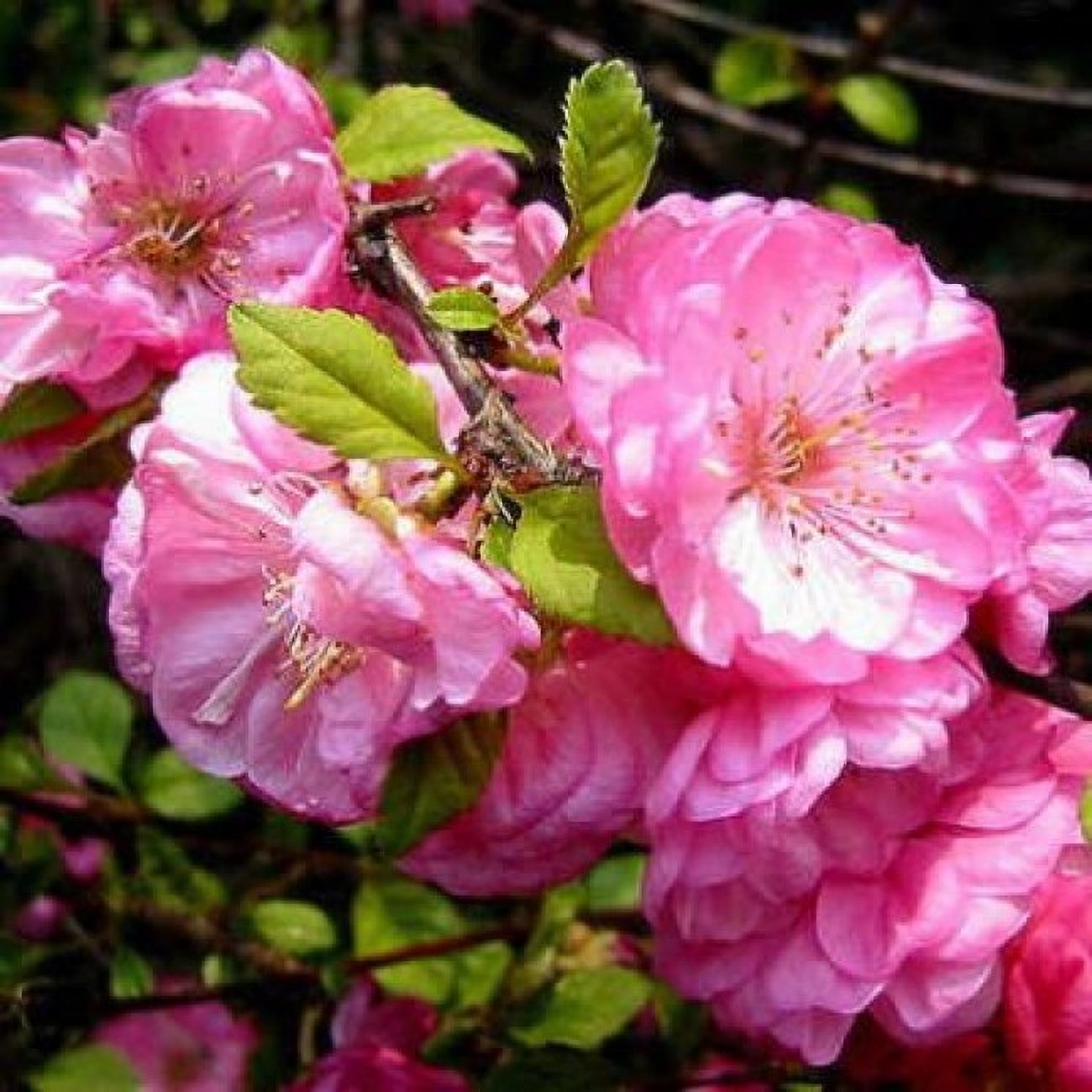 Превью изображения