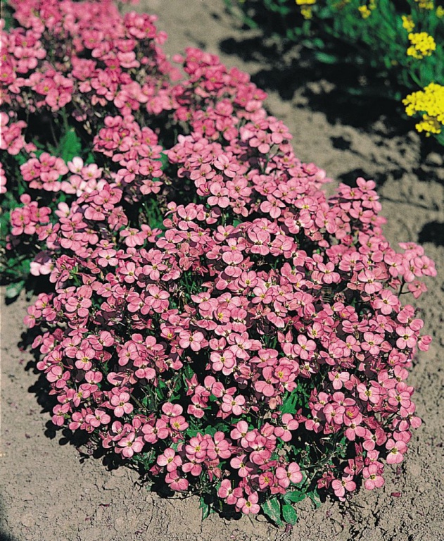 Превью изображения