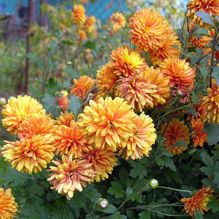 Превью изображения