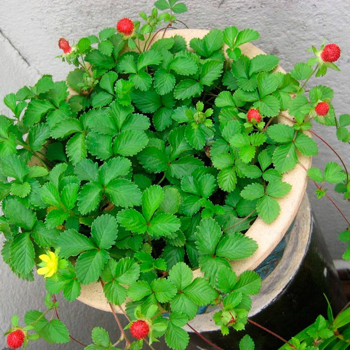 Превью изображения