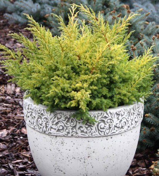 Превью изображения