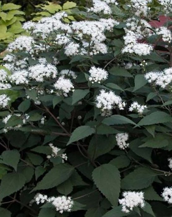 Превью изображения