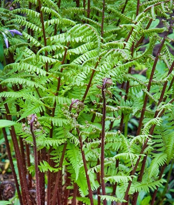 Превью изображения